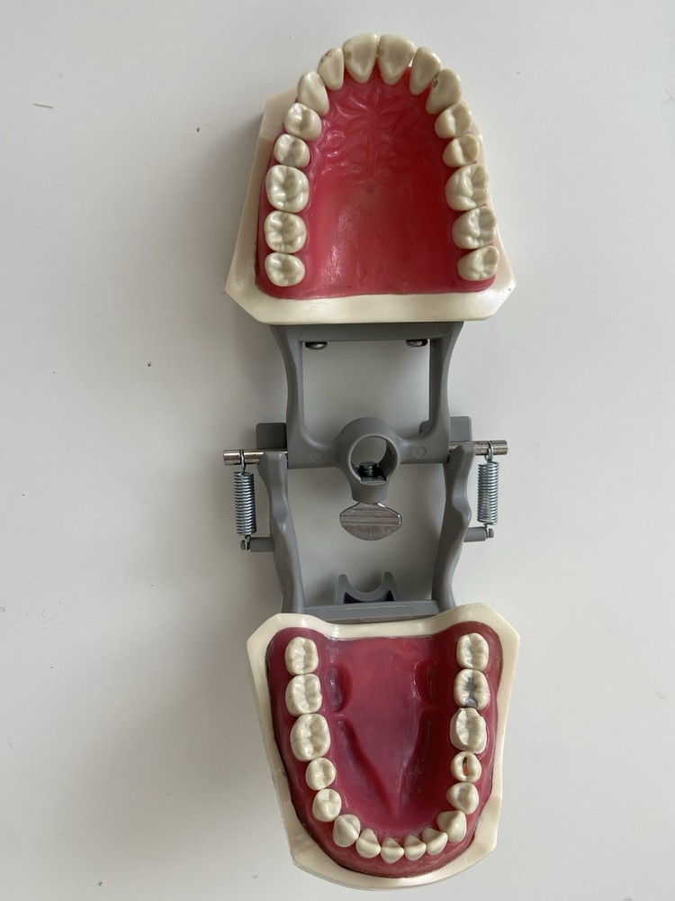 Columbia Dentoform Dental Typodont Model 32pcs Removable Teeth Soft Gingiva Pole