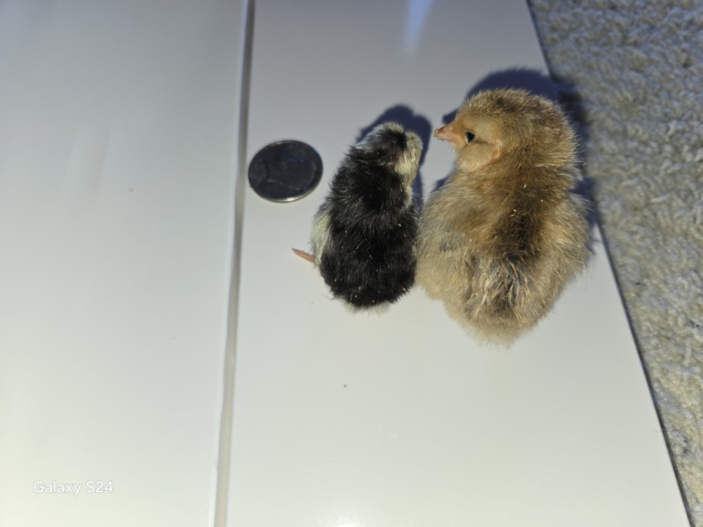 6++ Extreme Malaysian Serama Chicken Hatching Eggs (micro)