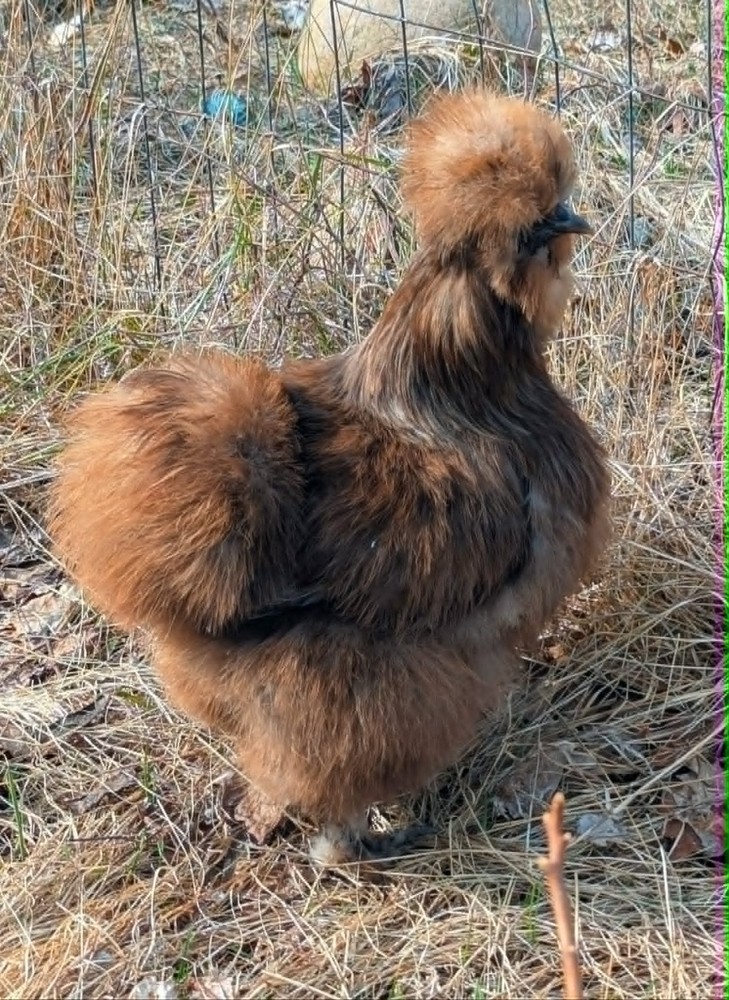 10 +Extras Chocolate partridge silkie hatching eggs