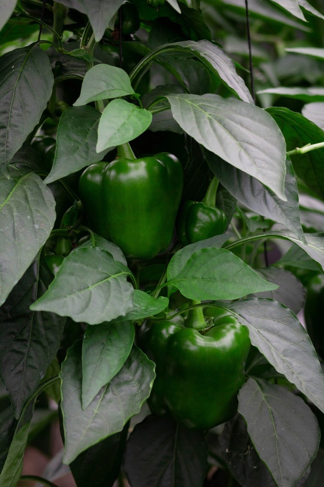 Sweet Pepper F1 GOLIATH