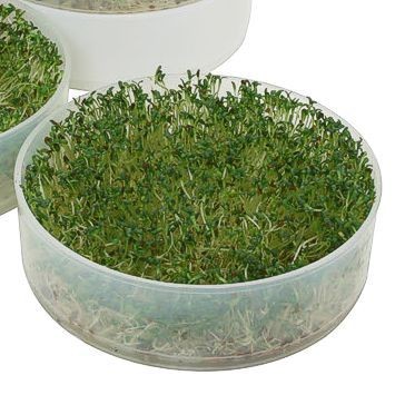 Kitchen Crop Seed Sprouter Tray