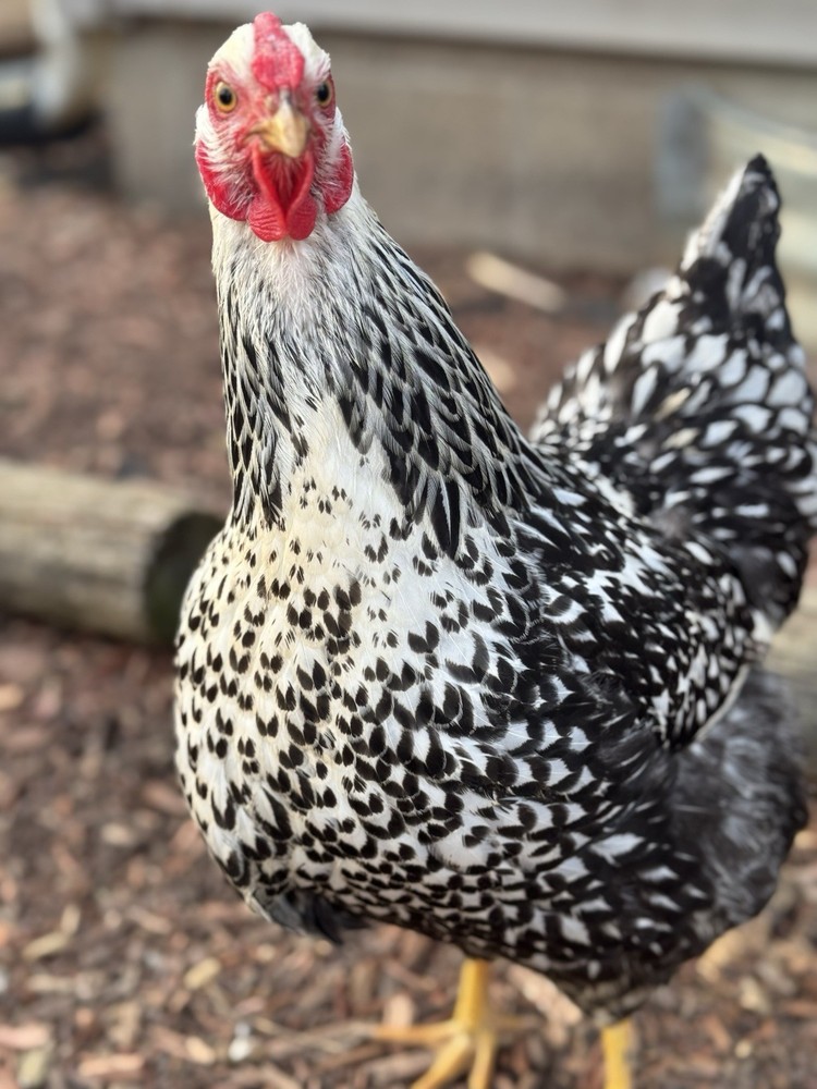 10 “Who’s Your Daddy?” RAINBOW Hatching Chicken Eggs 🤍🌈