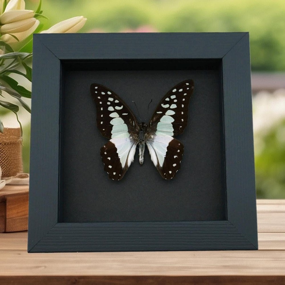 Real Framed Pale Green Triangle Butterfly Graphium eurypylus lycaonides