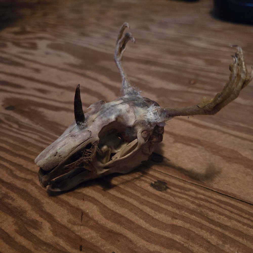 Wendigo Skull A