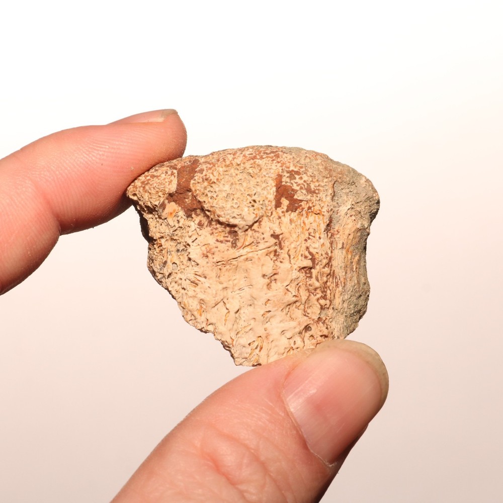 Dinosaur Vertebrae Process Predation Gnaw Bite - Hell Creek Formation Cretaceous