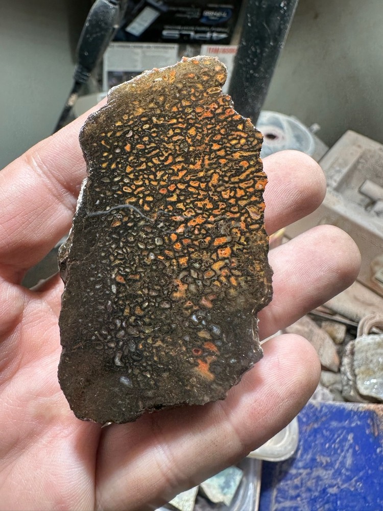 Dinosaur bone rough **hxtled end cut.