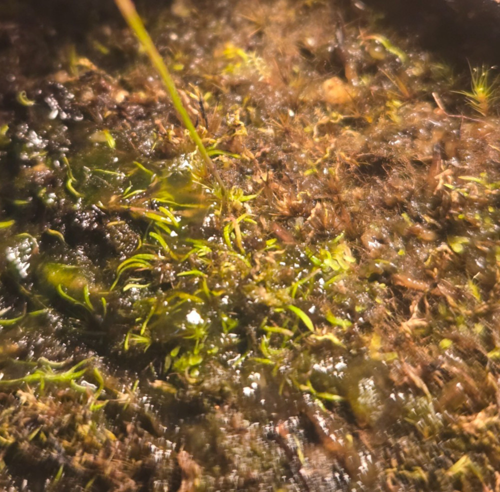 Utricularia blanchetii Carnivorous Plant