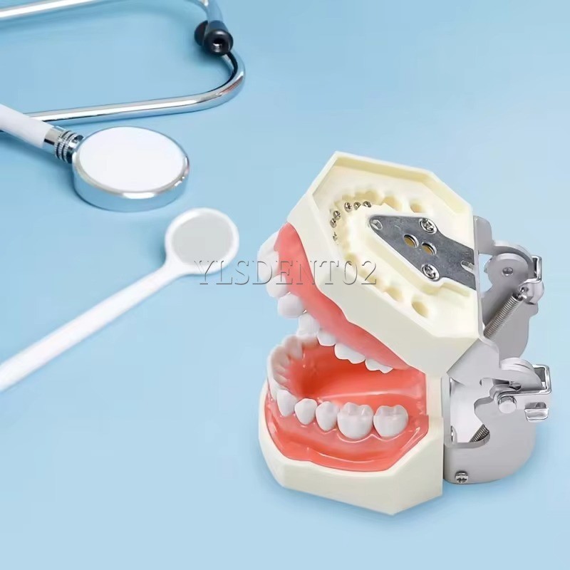 Standard Tooth Model Clinic Use High Quality Human Teeth Teaching Model
