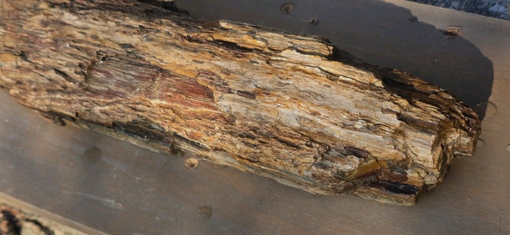 6lb Petrified Wood