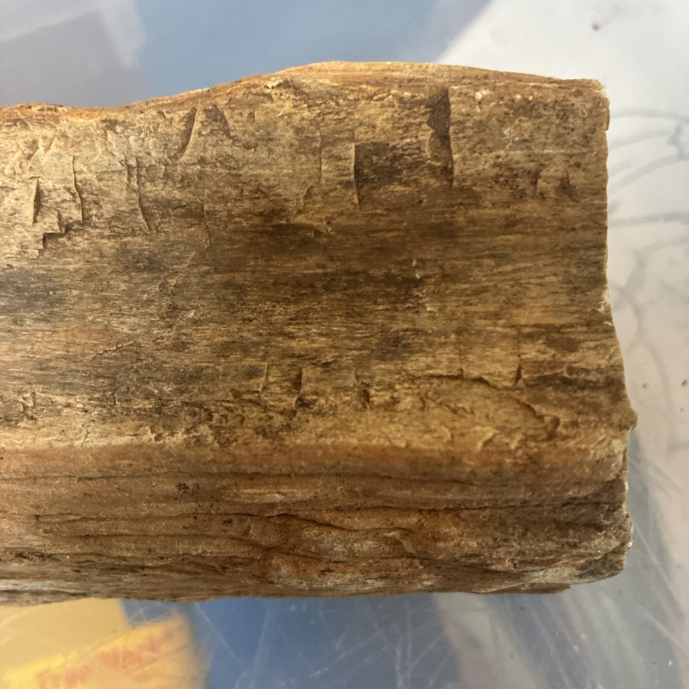 petrified wood rough