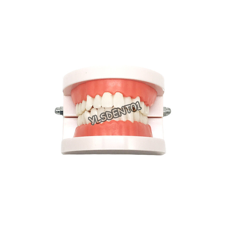1PC Dental Standard Adult Teeth Model Demonstration Study Teaching Typodont