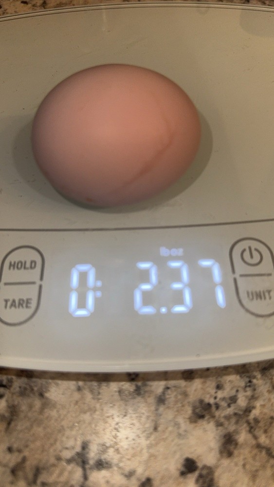 12 Fresh chicken Hatching Eggs- JUMBO and XL ONLY