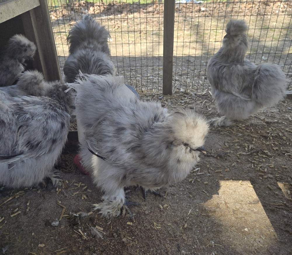 Silkie fertile hatching eggs. Multiple colors. 10 eggs!