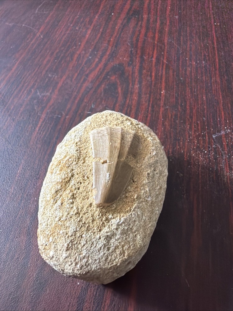 mosasaurus tooth
