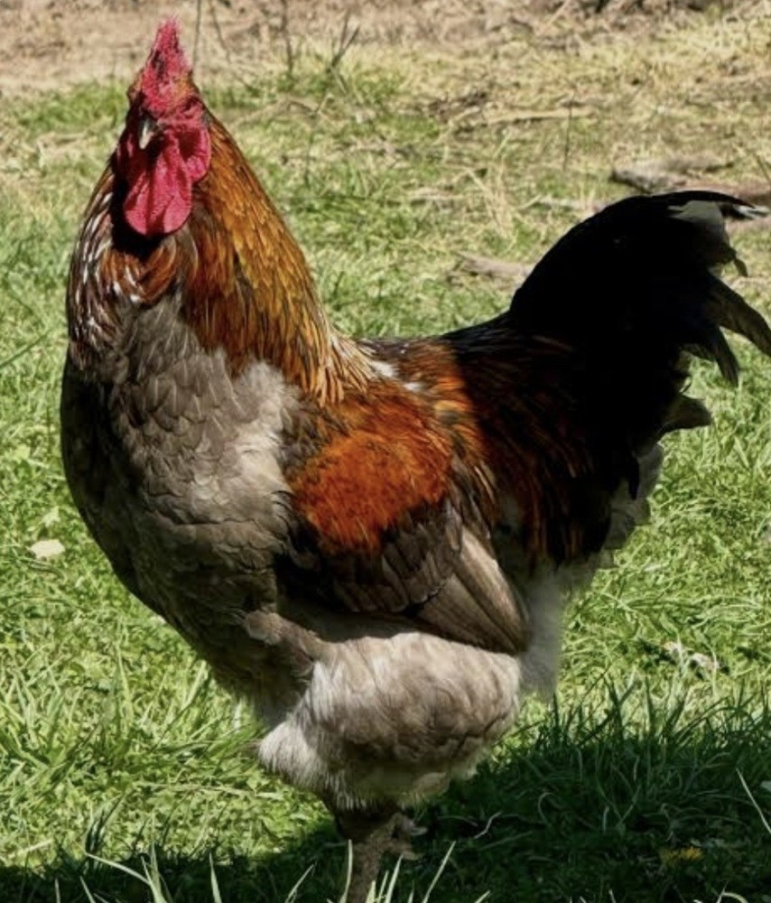 12  (BBS) Maran Hatching Eggs