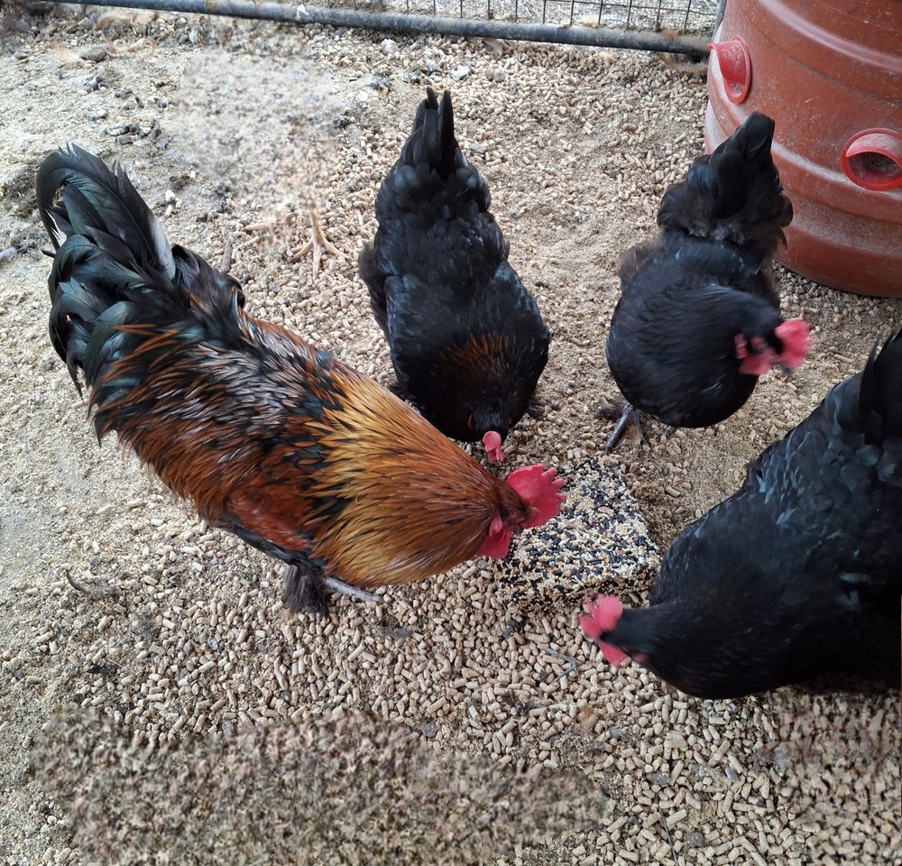 10+2 Black Copper Maran Hatching Eggs