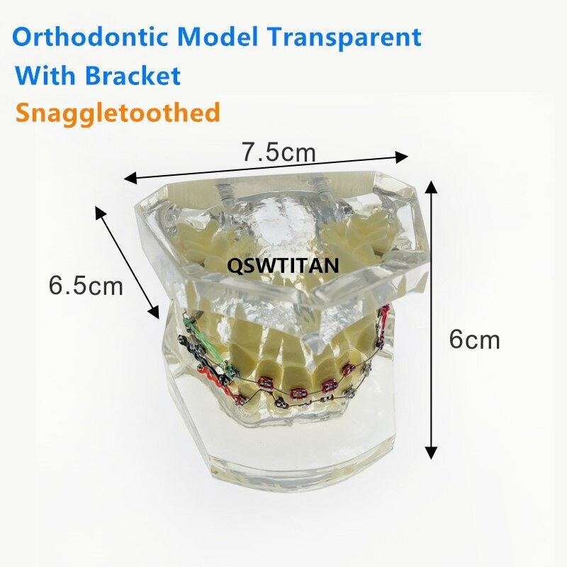Dental Orthodontic Model Teaching teeth model For Teaching demonstrating model