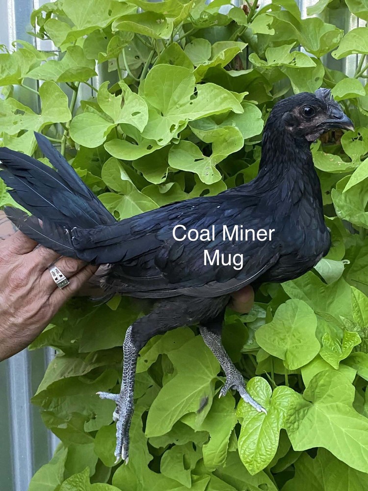 1 Hatching EGGs EGGs