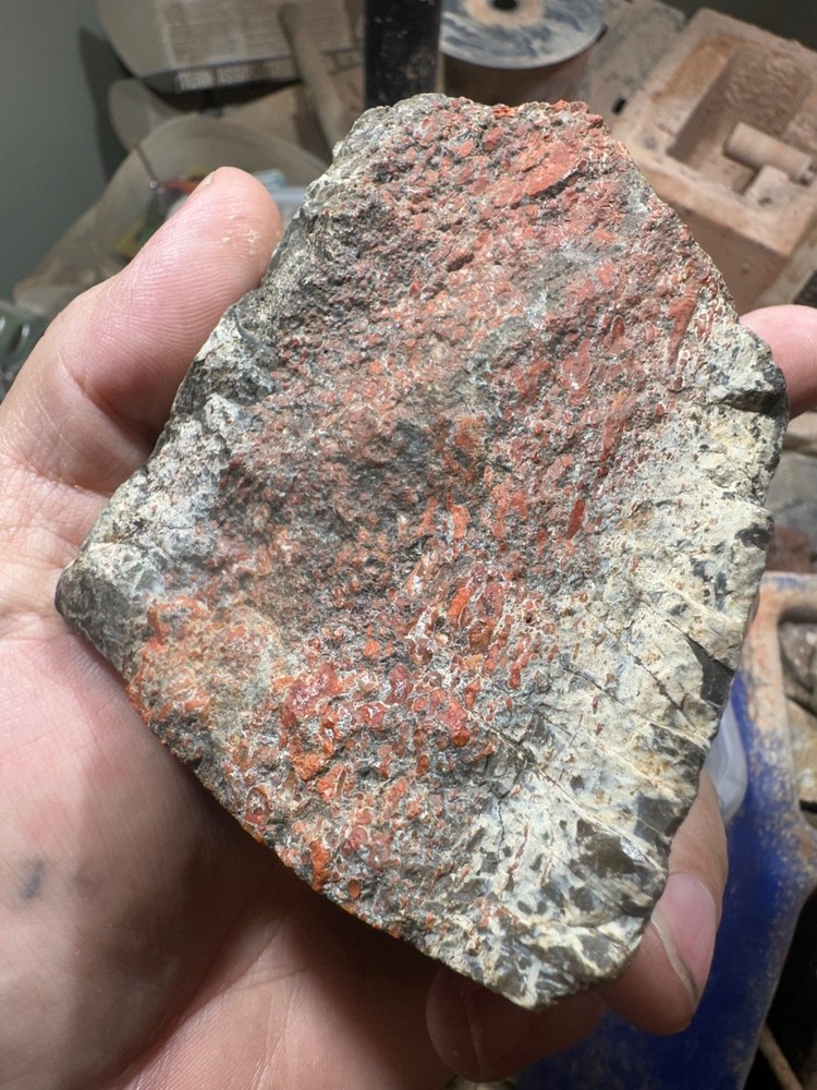 Dinosaur bone polished end cut specimen.