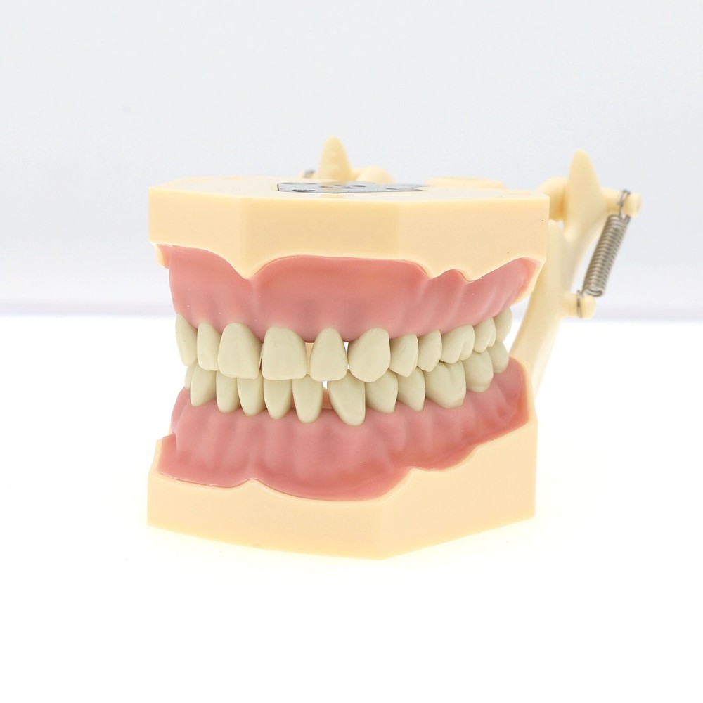 Dental Typodont 28/32PCS Teeth Models for Students Practice Model M80 Series
