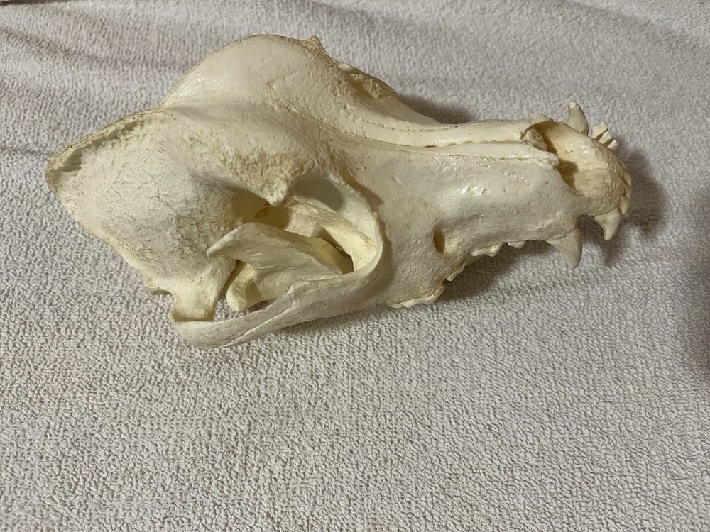 Canine (Dog) Skull Model
