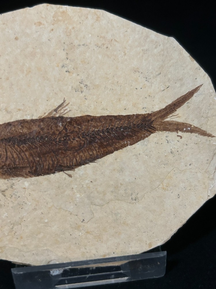 Fossil Fish