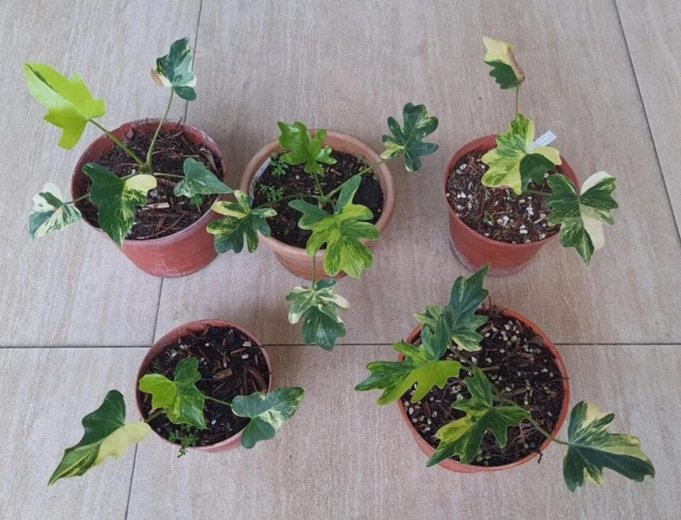 Philodendron Java Beauty Variegated Rare Uniqe Plant