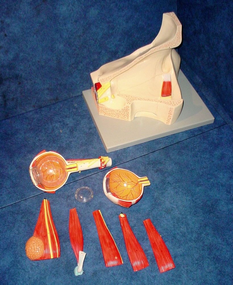 Altay Scientific Eye with Orbit Model - 5 Times Normal Size #3