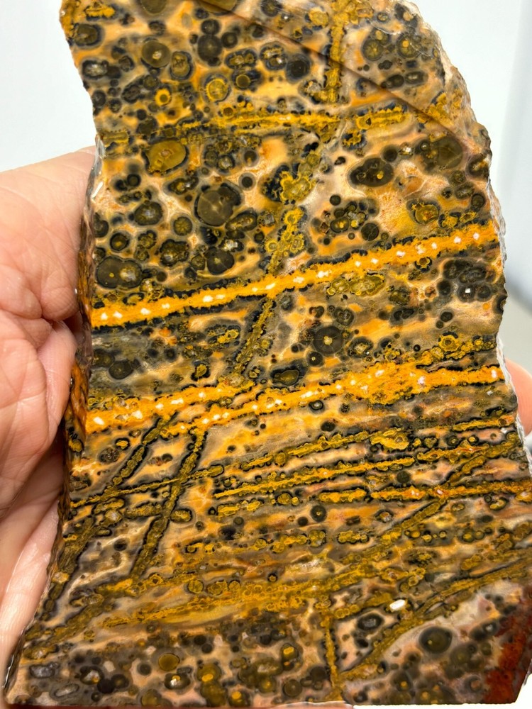 Orbicular Leopard Skin Jasper Slab Lapidary Cabbing Combo Ship Avail