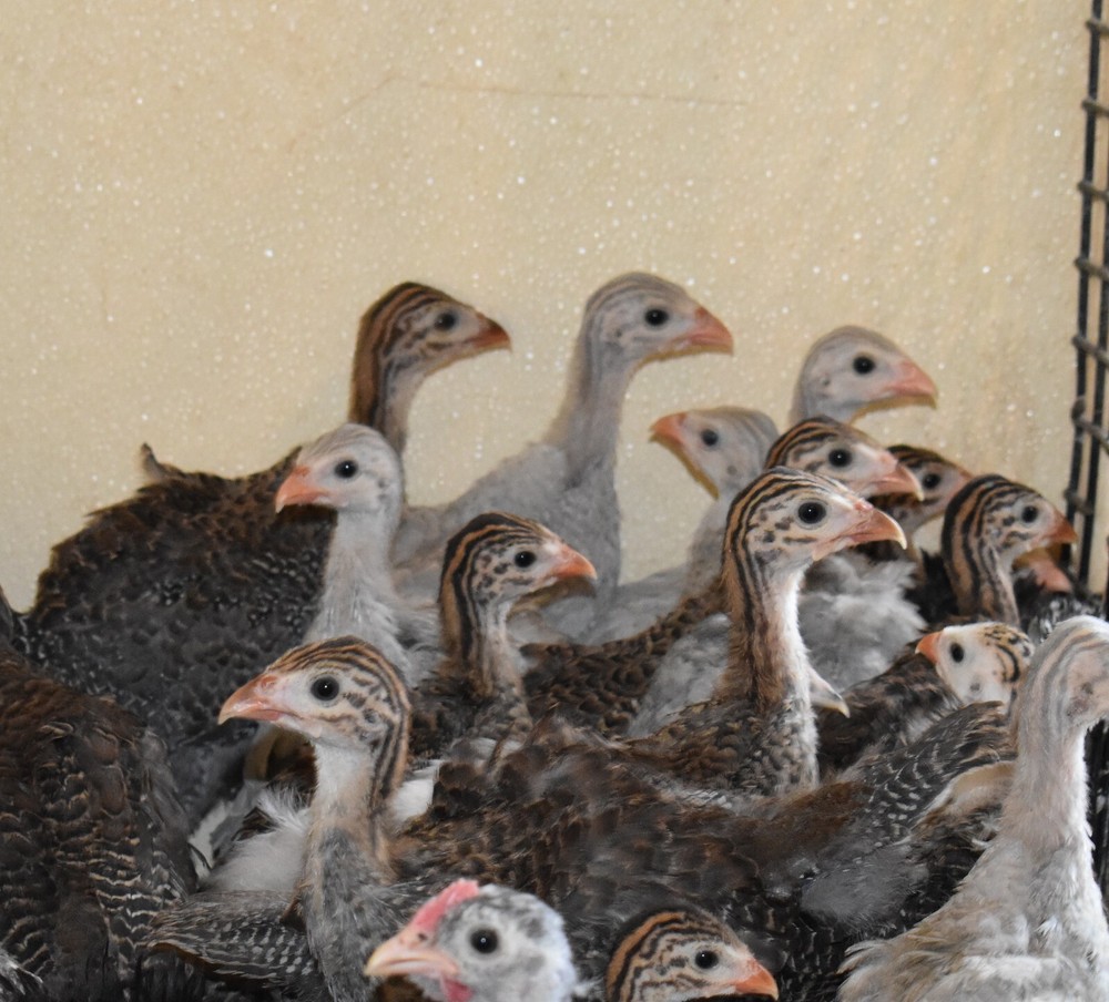 ****** Lavender Purple Chocolate Guinea Hatching Eggs 10 + extras Eats ticks