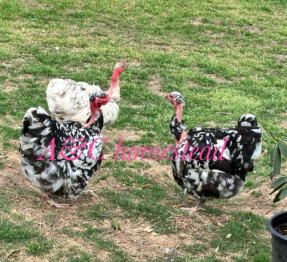 Turkhens Hatching Eggs 6 Chicken Eggs