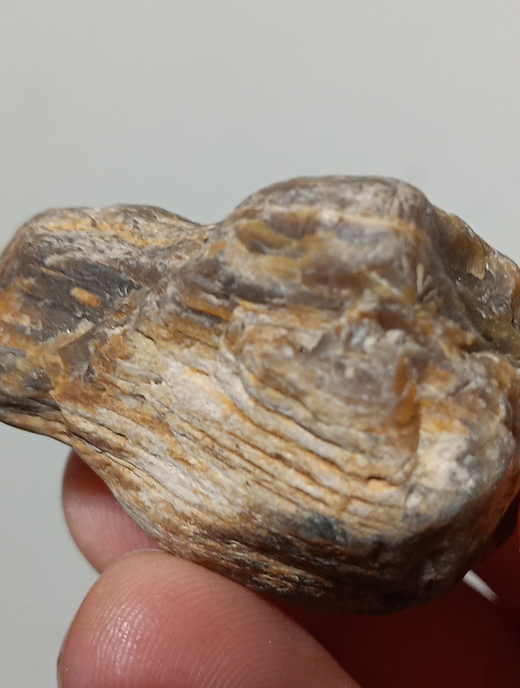 Petrified Wood