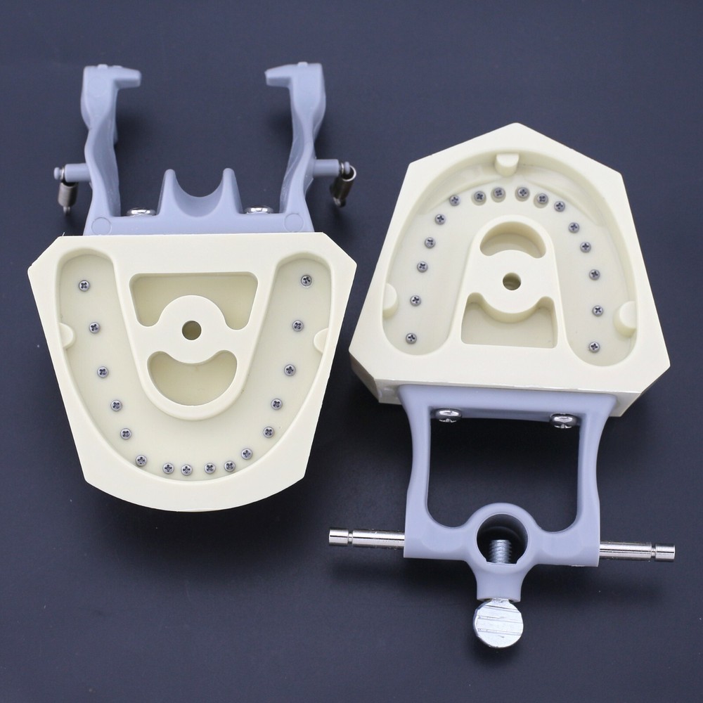 Columbia Dentoform 860 Type Dental Typodont Model 32pcs Removable Teeth