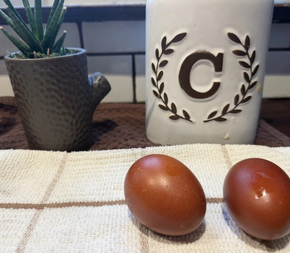 Black Copper Marans & Olive/Coffee/Earth Egger Hatching Eggs