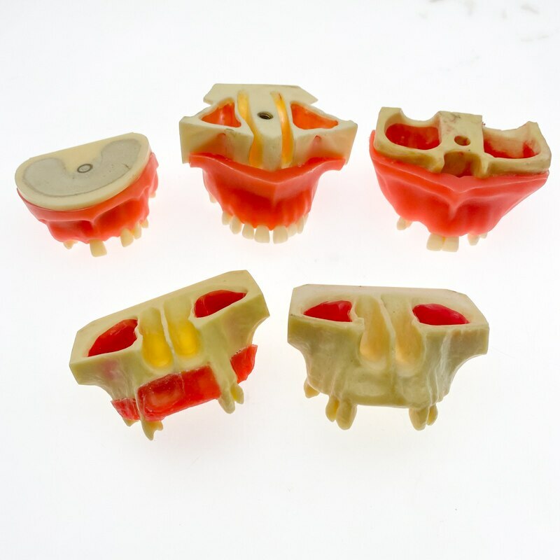Dental Sinus Lift Practice Teeth / Tooth Model Simulation Typodont Study Model