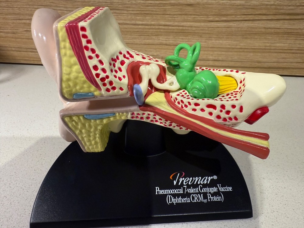 3D Scientific Human Ear Anatomical Display Model Inner Canal Pharma Design- New