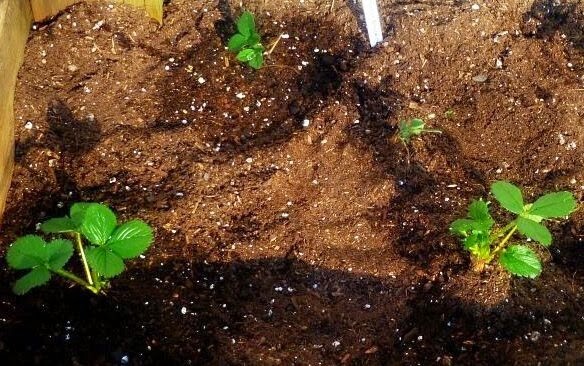 Coconut Coir,Coco Peat Compost Natural Organic Soil Media Hydroponics Substrate.
