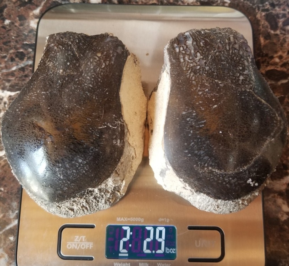 Nice Stegosaurus Vertebra Agatized Split Polished Multicolor Solid Morrison 2+Lb
