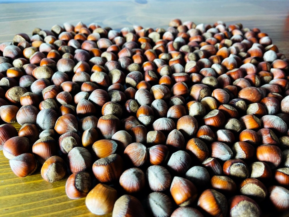 Hazelnuts in shell (7,5 LBS) (3 KG) + GIFT CRACKING MACHINE new crop from Turkey