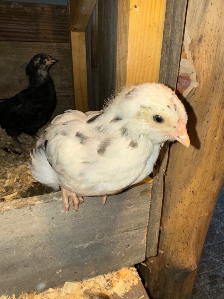 8 Ermine Ameracana Hatching Eggs beautiful blue eggs