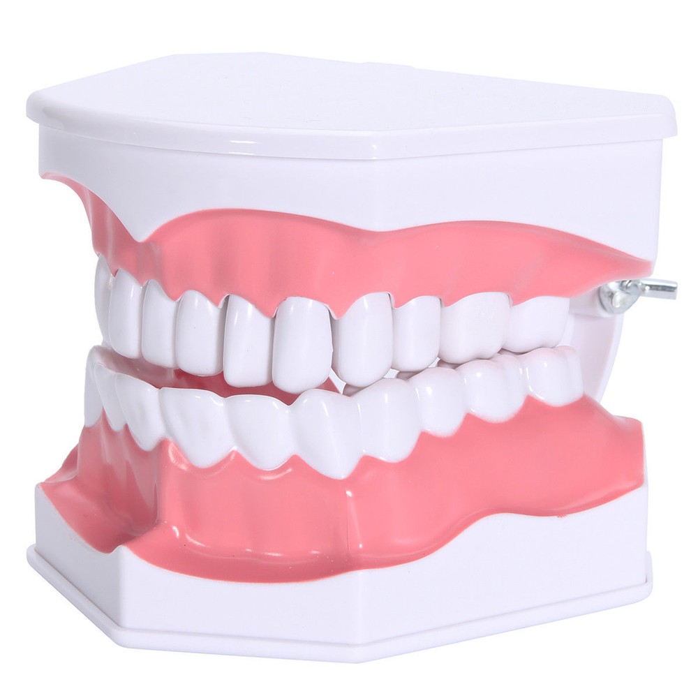 Dental 28 Teeth Teaching Study Typodont Demonstration Model Toothbrush Removable