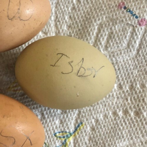 ISBAR ( SILVERUUD ) 100% PURE TYPE ( 12 ) HATCHING EGGS