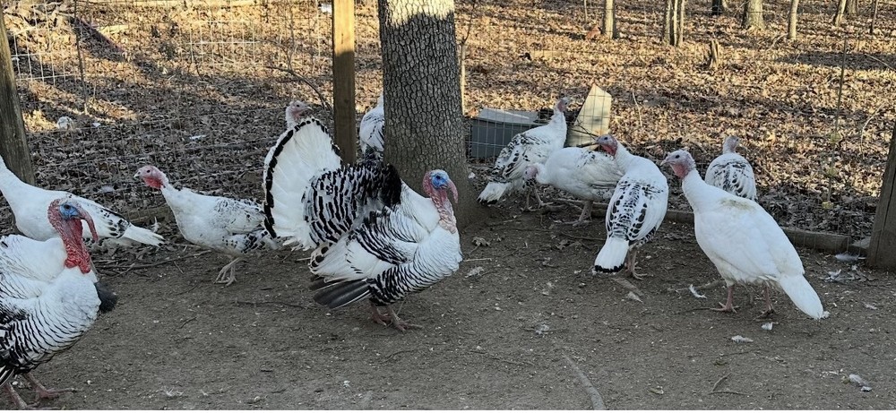 5+ 1 Royal Palm Turkey  Hatching Eggs
