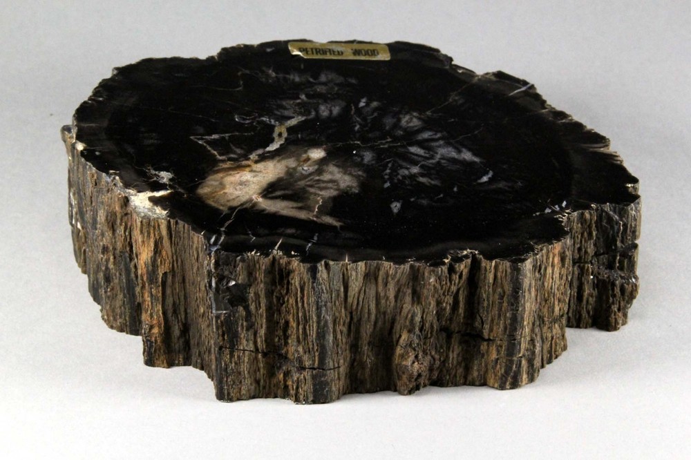 Black Petrified Wood #5