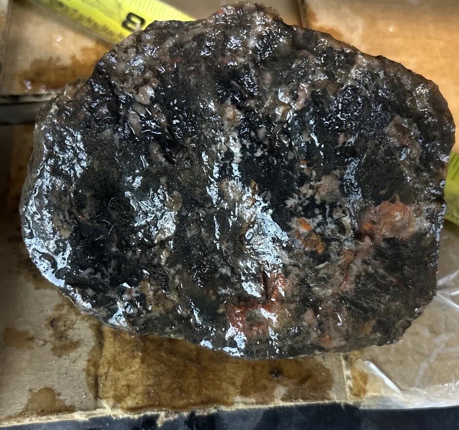 Coprolite fossil