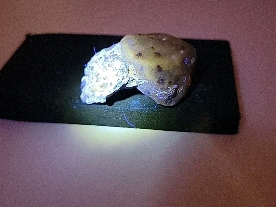 Fossilized Dinosaur HAND CLAW/Knuckle Bone Permineralized Fossil