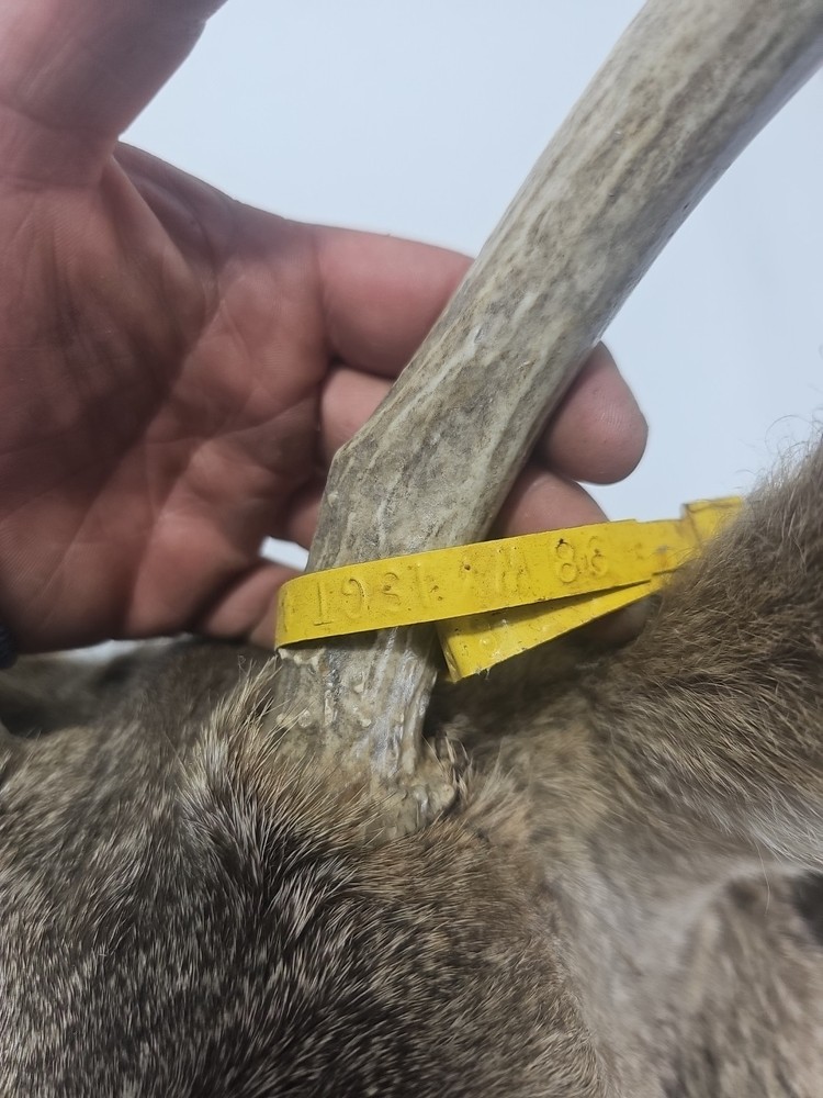 Authentic White-Tailed Deer Head Wall Mount Taxidermy