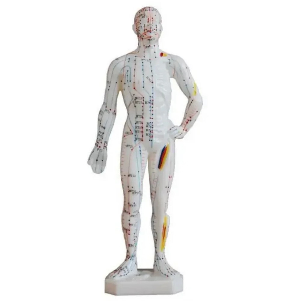 Acupuncture Mannequin Small M199-H7