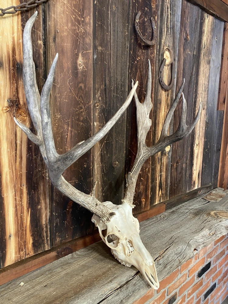 Mule Deer Rack ~ Antlers