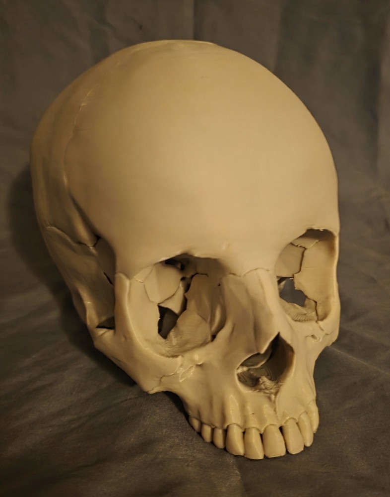 Realistic Skull
